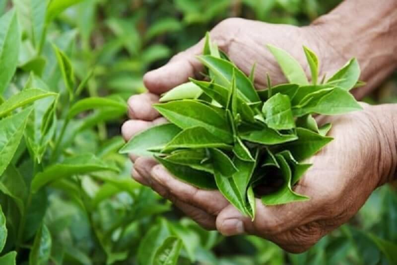 Trong lá trà xanh có chứa hàm lượng axit tannic, florua, catechin